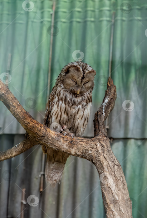 Скачать Уральская сова (Strix uralensis) птица, спящая в одиночестве фотосток Ozero