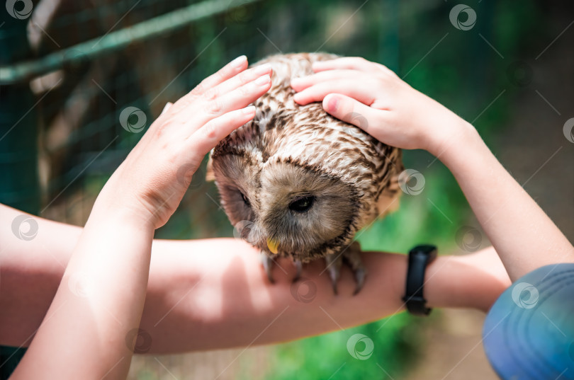 Скачать Люди держат и гладят уральскую сову (Strix uralensis) на руках в знак заботы о Всемирном дне защиты животных фотосток Ozero