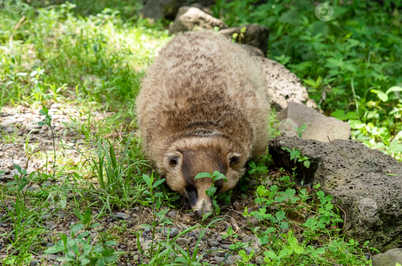 Скачать Японский барсук (Мелес анакума), прогуливающийся фотосток Ozero