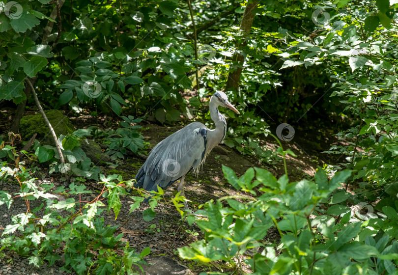 Скачать Серая цапля (Ardea cinerea) прогуливается по лесу фотосток Ozero