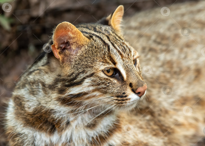 Скачать Дальневосточный леопард (Prionailurus bengalensis euptilura), обитающий в лесах России на Дальнем Востоке. фотосток Ozero