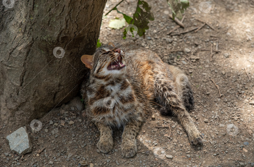 Скачать Дальневосточный леопард (Prionailurus bengalensis euptilura), обитающий в лесах России на Дальнем Востоке. фотосток Ozero