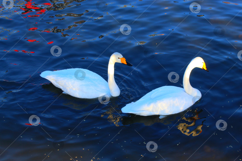 Скачать Два лебедя плывут по голубой воде. фотосток Ozero