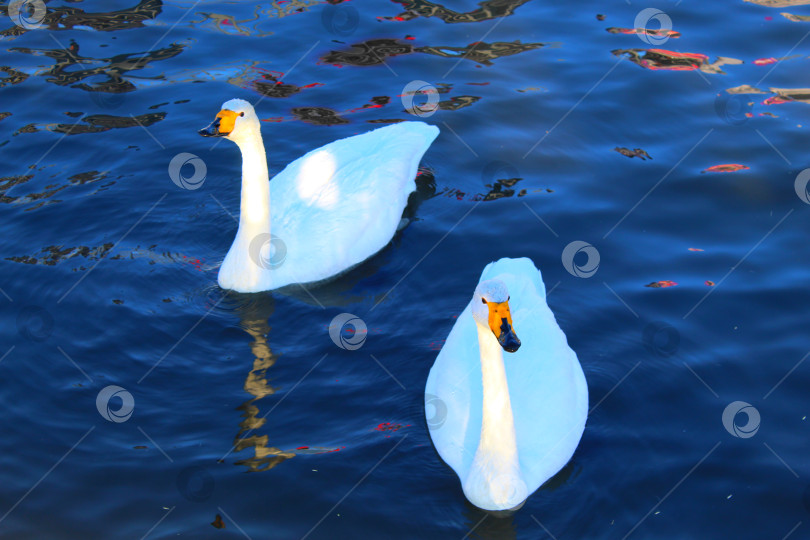 Скачать Два лебедя плывут по голубой воде. фотосток Ozero