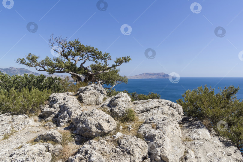 Скачать Реликтовый можжевельник на прибрежных скалах. Крым. фотосток Ozero