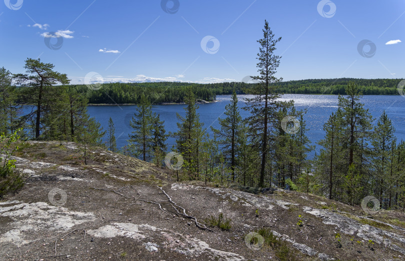 Скачать Сосны на высоком скалистом берегу Белого моря. фотосток Ozero