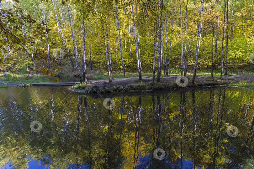 Скачать Отражение прибрежных деревьев в водной глади. фотосток Ozero