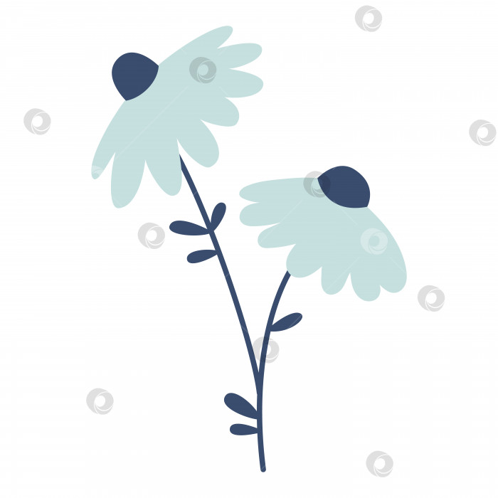 Скачать Векторная иллюстрация ромашки в плоском дизайне. Цветы ромашки с темно-синими листьями. Распускаются цветы голубого цвета. Весенняя ботаническая иллюстрация. фотосток Ozero