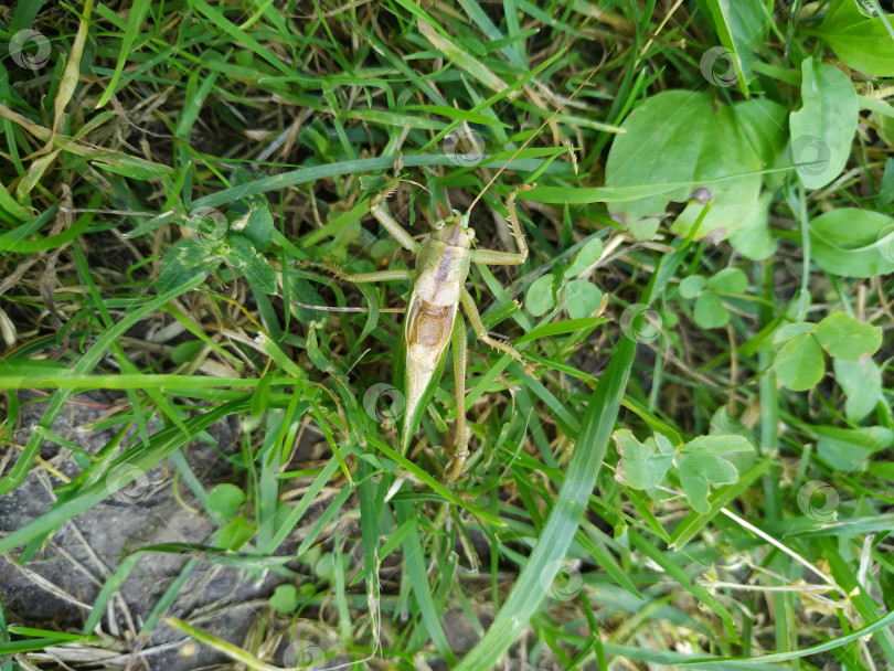 Скачать Крупный план большого зеленого куста-сверчка Tettigonia viridissima в ранней взрослой стадии. фотосток Ozero