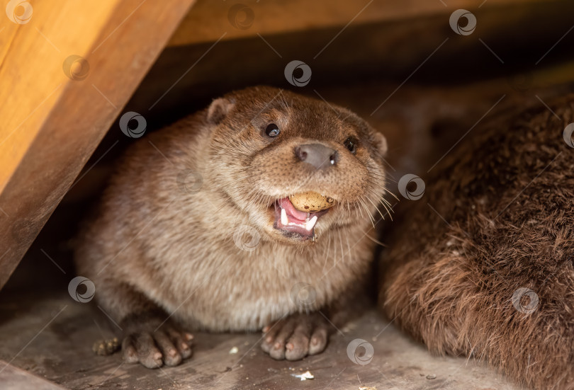 Скачать Североамериканская речная выдра (Lontra canadensis), также известная как северная речная выдра и речная выдра, питается перепелиными яйцами фотосток Ozero