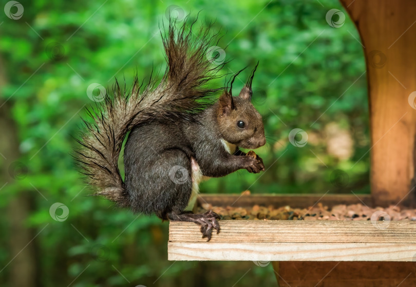 Скачать Японская белка (Sciurus lis) или древесная белка, поедающая семена в кормушке в лесу фотосток Ozero