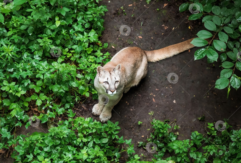 Скачать Канадская пума (Puma concolor), также известная как пантера, горный лев, катамаунт и пума фотосток Ozero