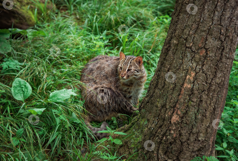 Скачать Дальневосточный леопард (Prionailurus bengalensis euptilura), обитающий в лесах России на Дальнем Востоке. фотосток Ozero