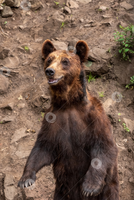 Скачать Камчатский бурый медведь (Ursus arctos beringianus), также известный как дальневосточный бурый медведь или русский фотосток Ozero