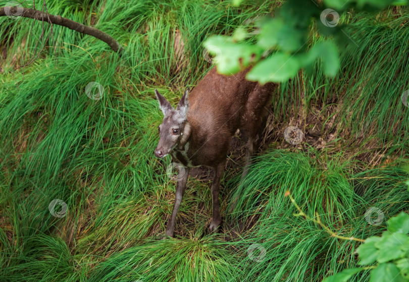 Скачать Сибирская кабарга (Moschus moschiferus), гуляющая по Дальнему востоку России фотосток Ozero