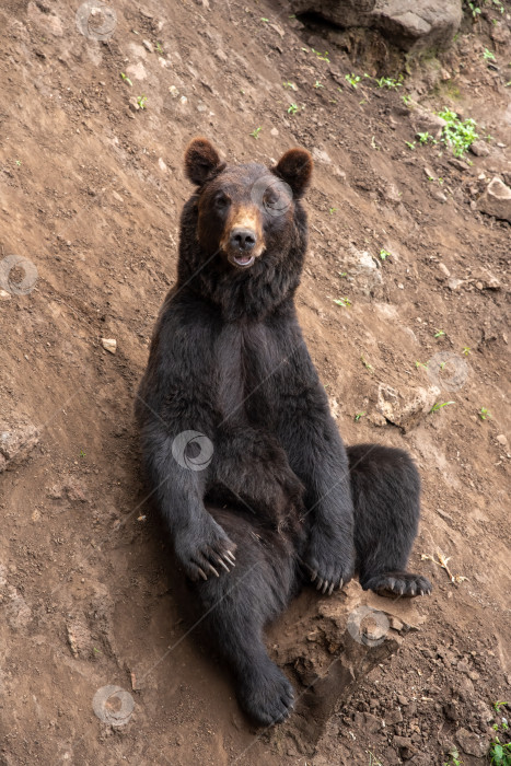 Скачать Камчатский бурый медведь (Ursus arctos beringianus), также известный как дальневосточный бурый медведь или русский сидячий медведь фотосток Ozero