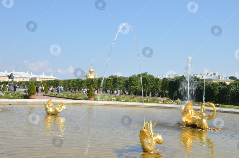 Скачать Санкт-Петербург, Россия – 07.27.2024: Верхний сад Государственного музея-заповедника Петергоф в Санкт-Петербурге: фонтан Межеумный, вид на Большой петергофский дворец в ясный летний день фотосток Ozero