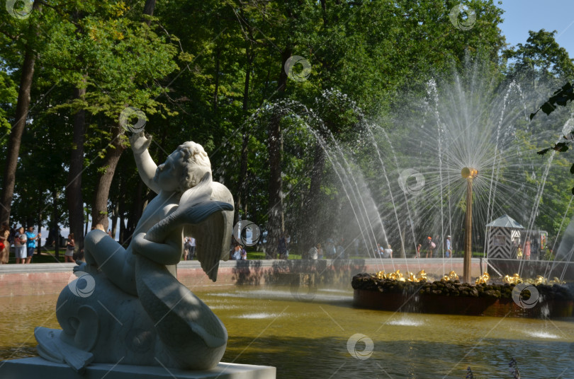 Скачать Санкт-Петербург, Россия – 07.27.2024: Фонтан Солнце и скульптура Амур на дельфине в Нижнем парке Государственного музея-заповедника Петергоф в Санкт-Петербурге в ясный летний день фотосток Ozero