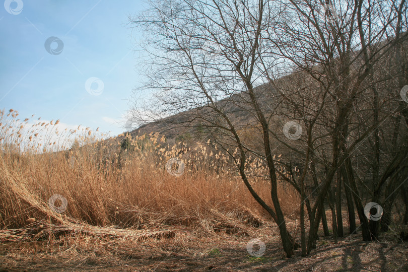 Скачать Деревья без листьев в тени, красные камыши, травы, луга. фотосток Ozero