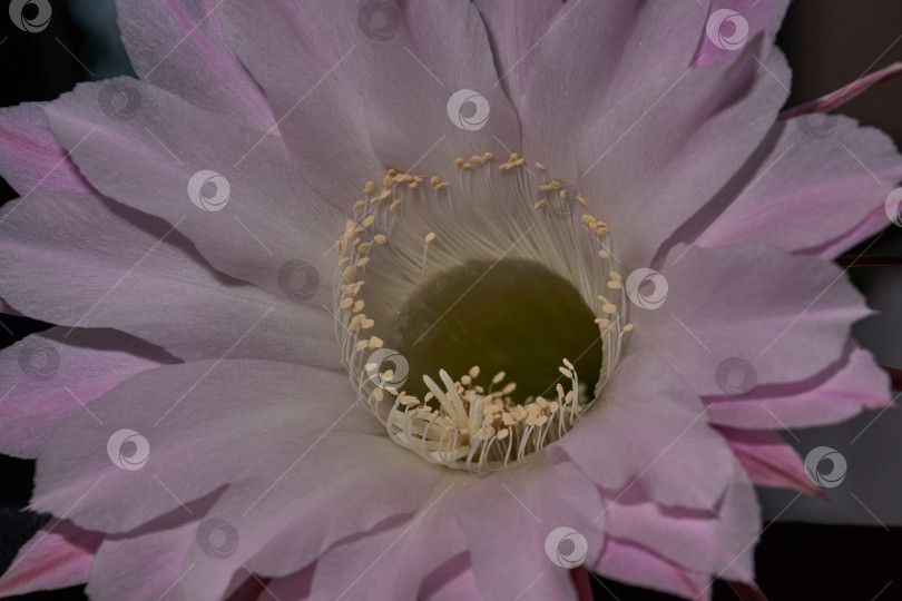 Скачать Макрофотография цветка кактуса Эхинопсис (лат. Echinopsis) в полном цвету. фотосток Ozero