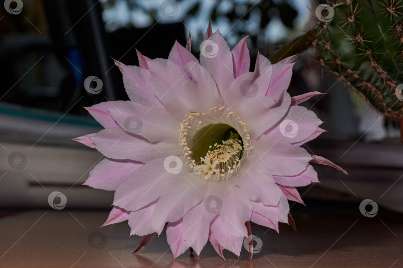 Скачать Макрофотография цветка кактуса Эхинопсис (лат. Echinopsis) в полном цвету. фотосток Ozero