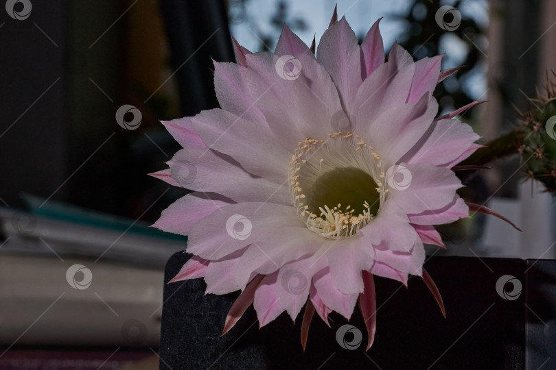 Скачать Макрофотография цветка кактуса Эхинопсис (лат. Echinopsis) в полном цвету. фотосток Ozero