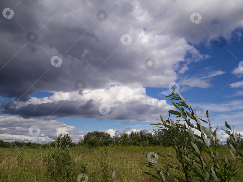 Скачать Облака, солнечная погода, поле, кусты. Пейзаж. фотосток Ozero