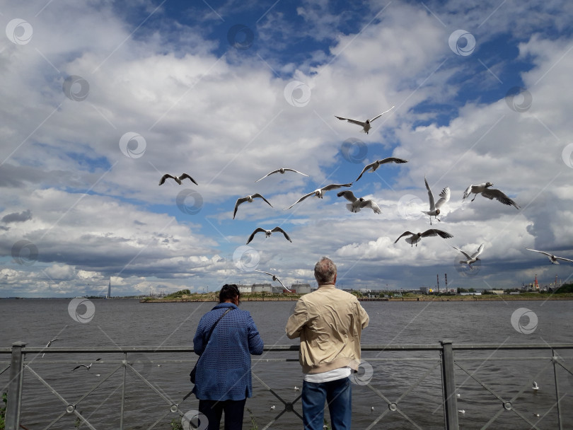 Скачать Люди кормят птиц, на фоне моря. Небо, облака, ветер, чайки. фотосток Ozero