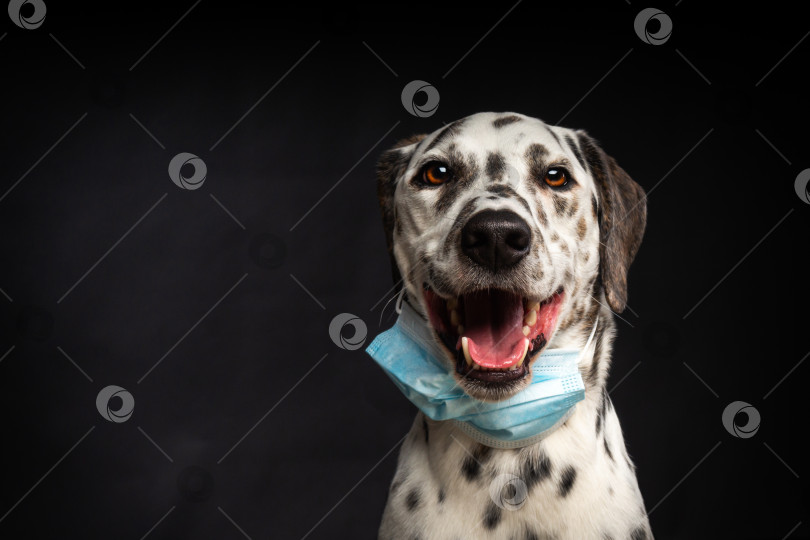 Скачать Портрет собаки породы далматин в защитной медицинской маске на черном фоне. фотосток Ozero