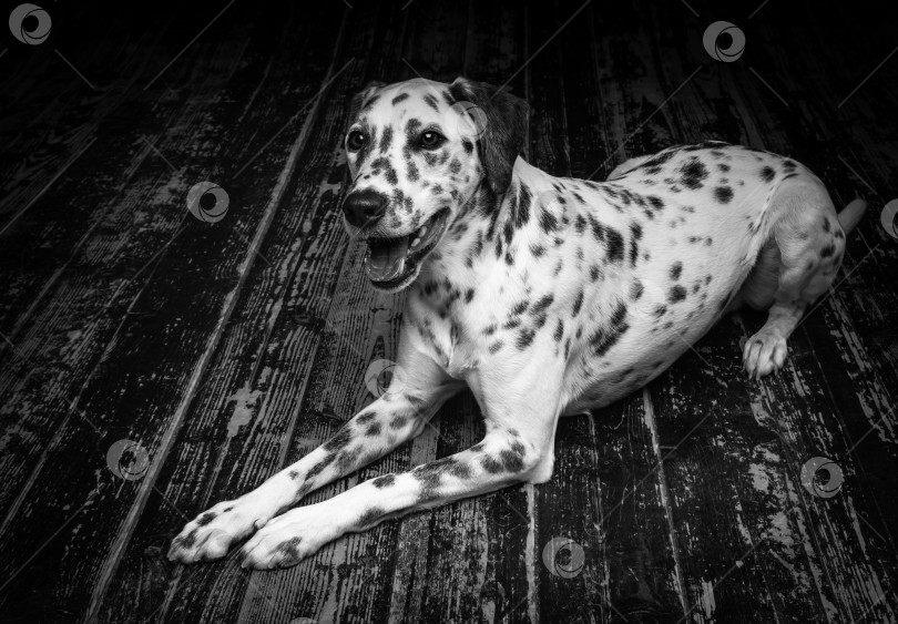 Скачать Портрет далматинской собаки на деревянном полу и черном фоне. фотосток Ozero