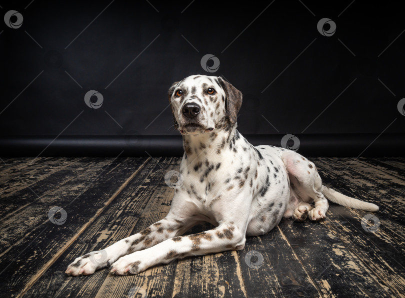 Скачать Портрет далматинской собаки на деревянном полу и черном фоне. фотосток Ozero