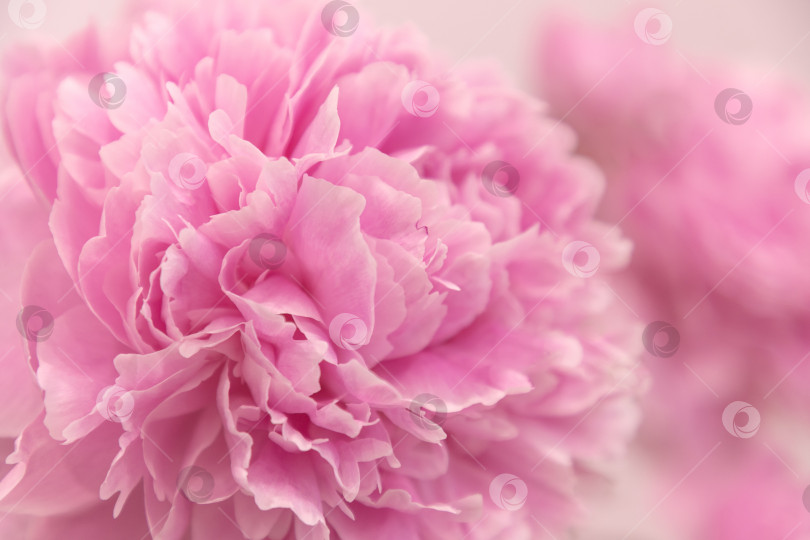 Скачать Летний цветок розовый пион фотосток Ozero