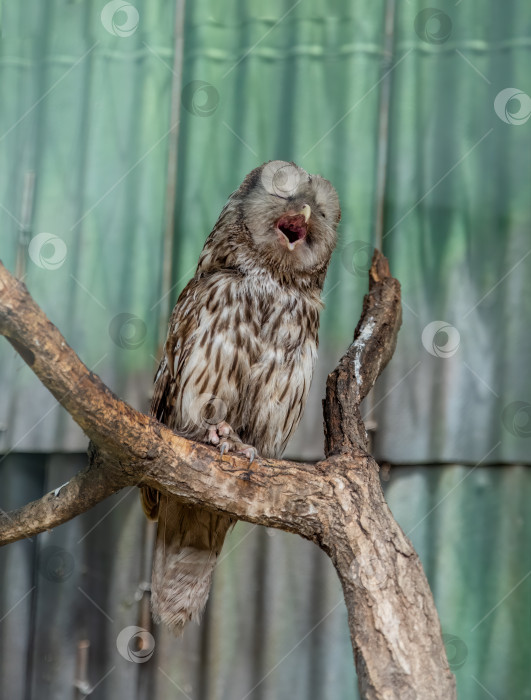 Скачать Уральская сова (Strix uralensis) птица, спящая в одиночестве фотосток Ozero