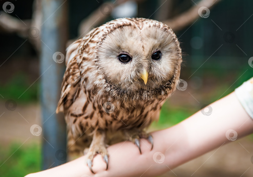 Скачать Человек, держащий на руке уральскую сову (Strix uralensis) в знак заботы о Всемирном дне защиты животных фотосток Ozero