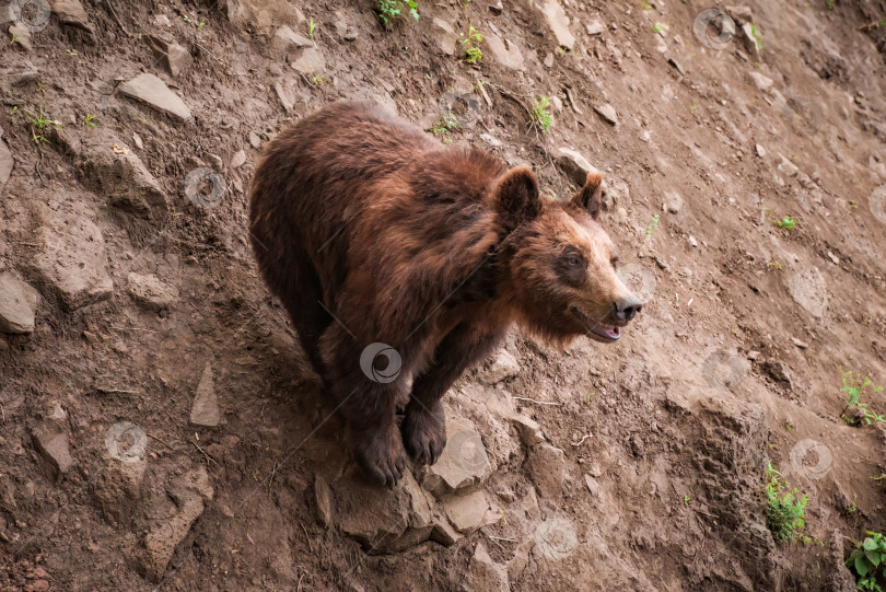 Скачать Камчатский бурый медведь (Ursus arctos beringianus), также известный как дальневосточный бурый медведь или русский фотосток Ozero