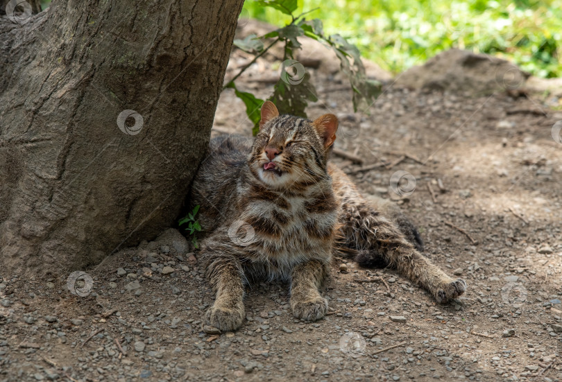 Скачать Дальневосточный леопард (Prionailurus bengalensis euptilura), обитающий в лесах России на Дальнем Востоке. фотосток Ozero