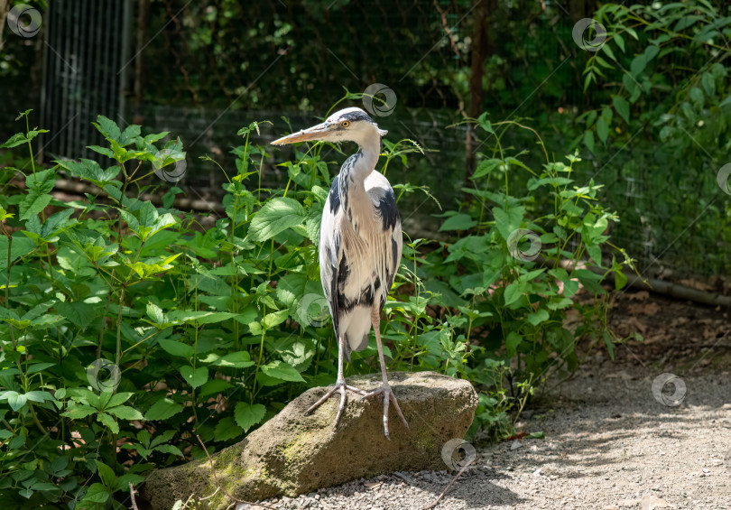 Скачать Серая цапля (Ardea cinerea) прогуливается по лесу фотосток Ozero