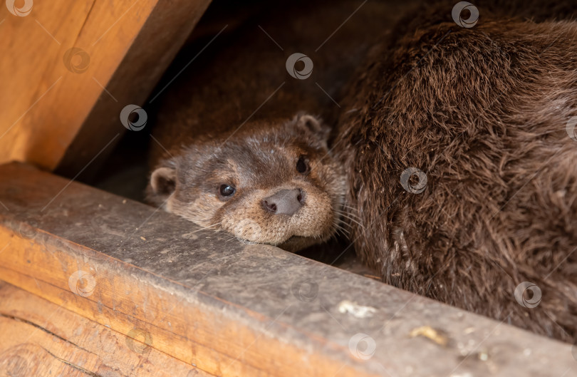 Скачать Североамериканская речная выдра (Lontra canadensis), также известная как северная речная выдра и river otter фотосток Ozero