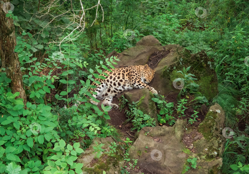 Скачать Дальневосточный леопард (Panthera pardus orientalis) наслаждается отдыхом на камне на Дальнем Востоке России, Приморский край фотосток Ozero