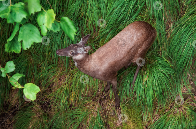 Скачать Сибирская кабарга (Moschus moschiferus), гуляющая по Дальнему востоку России фотосток Ozero