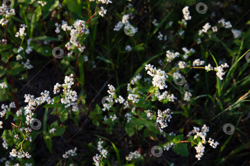 Скачать Маленькие белые луговые цветы на фоне темно-зеленой травы в поле фотосток Ozero