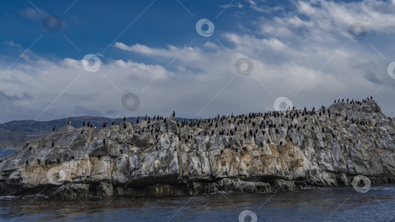 Скачать Многие бакланы поселились на склонах скалистого острова фотосток Ozero