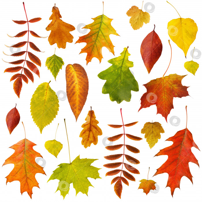 Скачать Большая коллекция красивых сухих осенних листьев, выделенных на белом фоне фотосток Ozero