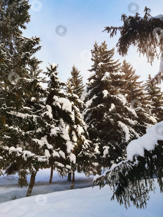 Скачать Сосны и деревья в снегу, зимний пейзаж в солнечный день фотосток Ozero