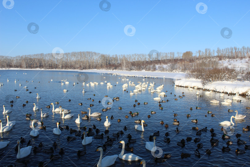 Скачать стая лебедей-кликунов фотосток Ozero