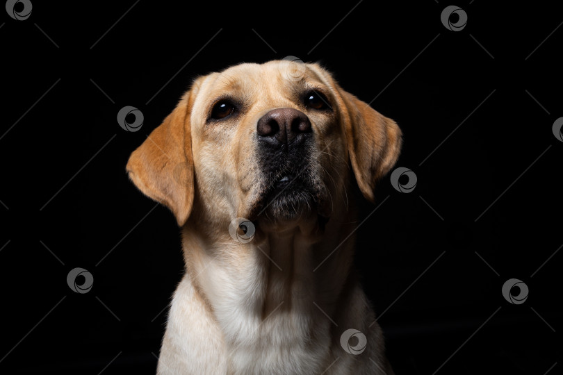 Скачать Портрет собаки породы лабрадор-ретривер на изолированном черном фоне. фотосток Ozero