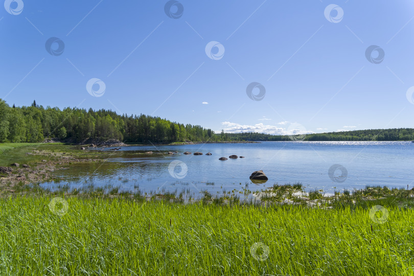 Скачать Берег Белого моря в солнечный летний день. фотосток Ozero