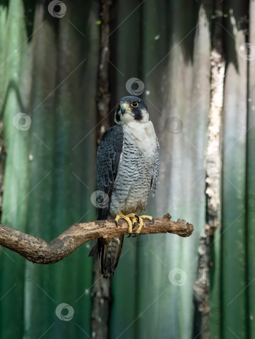 Скачать Сокол Пила (Falco peregrinus pealei) птица, сидящая крупным планом, портрет фотосток Ozero