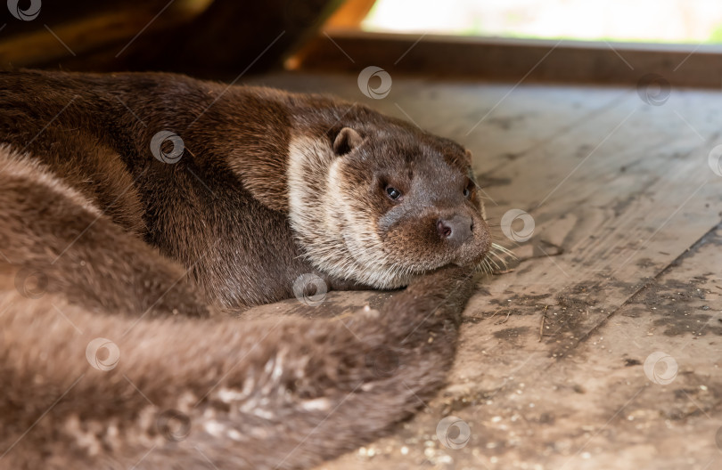 Скачать Североамериканская речная выдра (Lontra canadensis), также известная как северная речная выдра и river otter фотосток Ozero