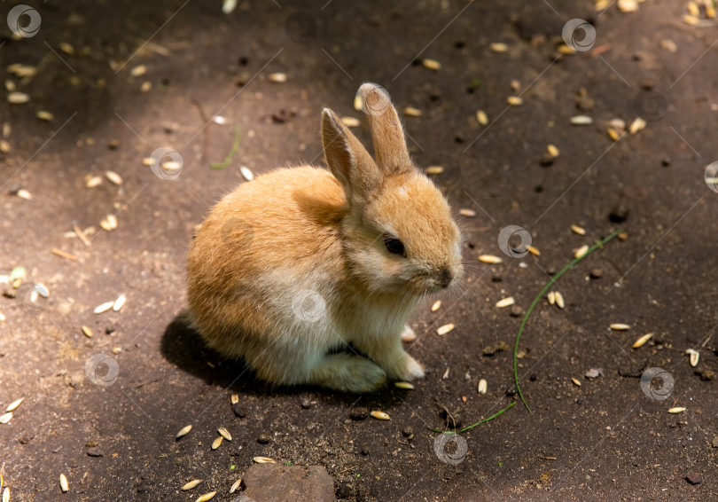 Скачать Маленький оранжевый домашний кролик (Oryctolagus cuniculus domesticus) фотосток Ozero